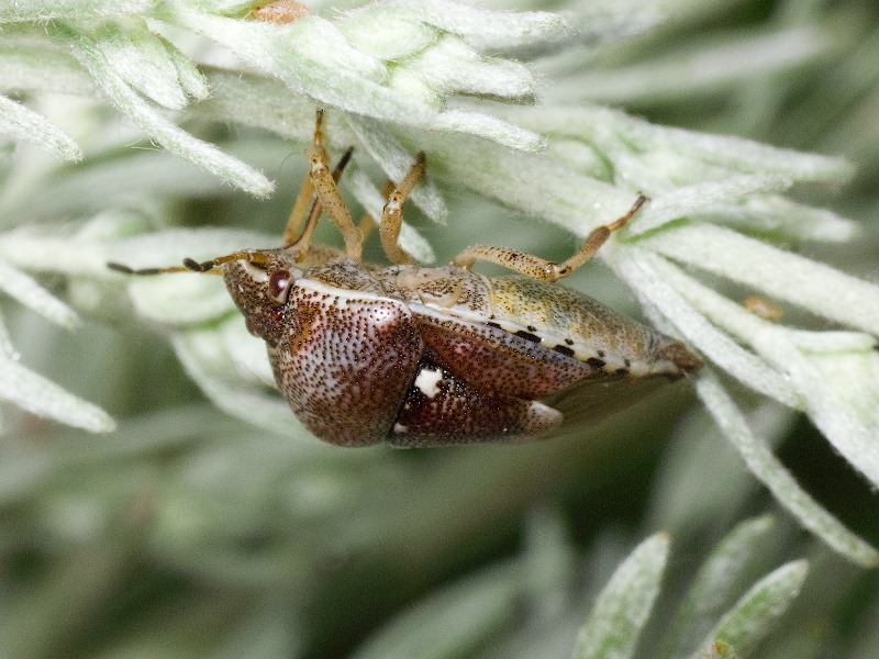 Stagonomus amoenus (Brulle, 1832)